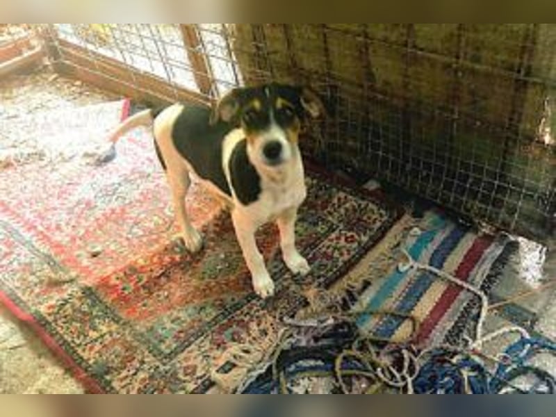 BamBam: Fröhlicher, kleiner Welpe liebt rumtollen