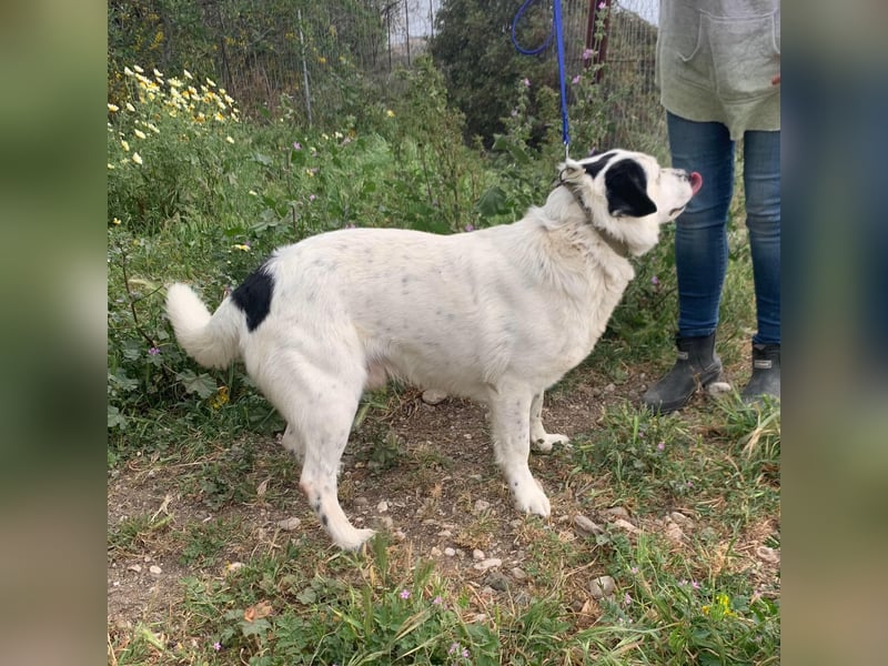 Rocky wünscht sich ein Zuhause
