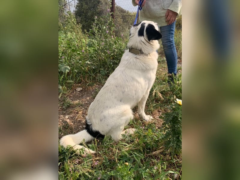 Rocky wünscht sich ein Zuhause