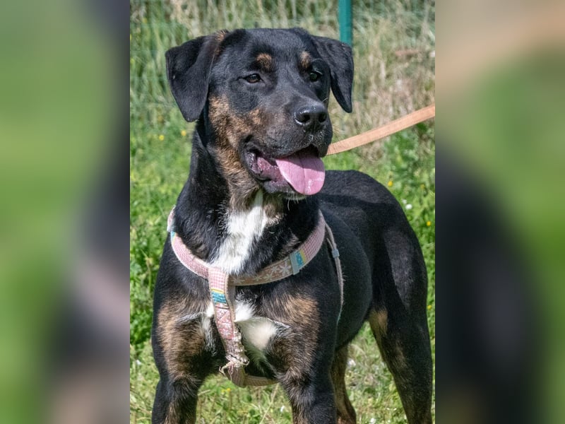 Alejandro – ein lebensfroher Hundejunge