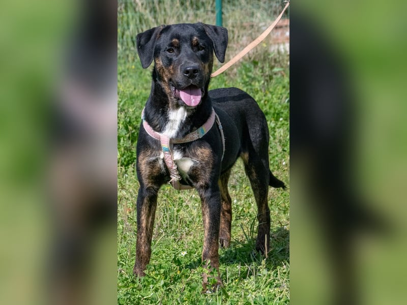 Alejandro – ein lebensfroher Hundejunge