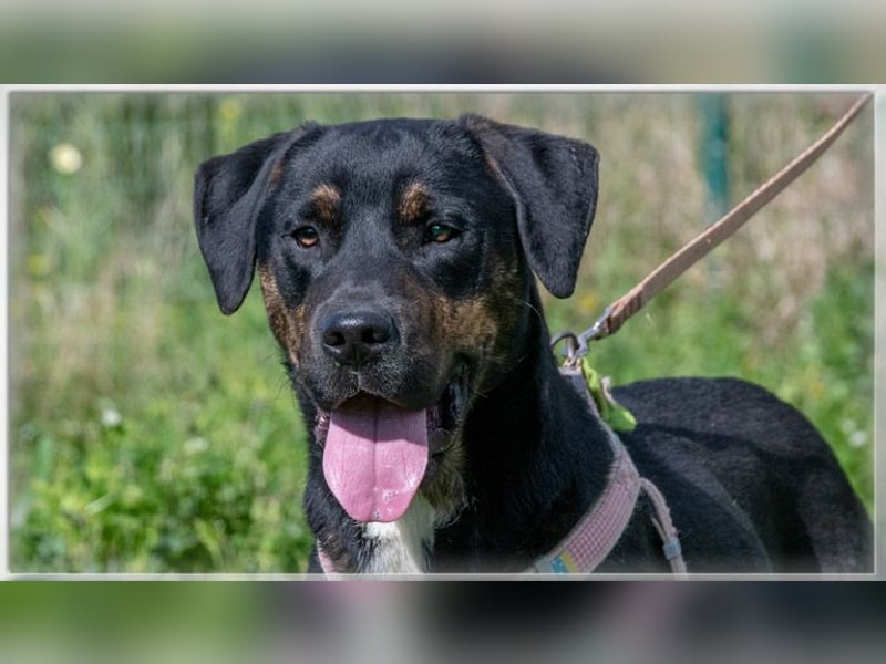 Alejandro – ein lebensfroher Hundejunge