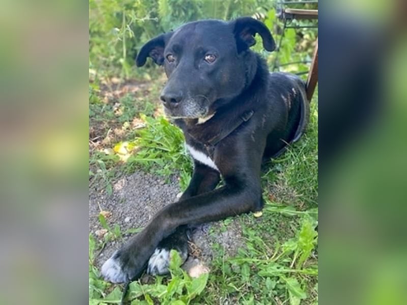 Liebenswerter Bean sucht seine Menschen