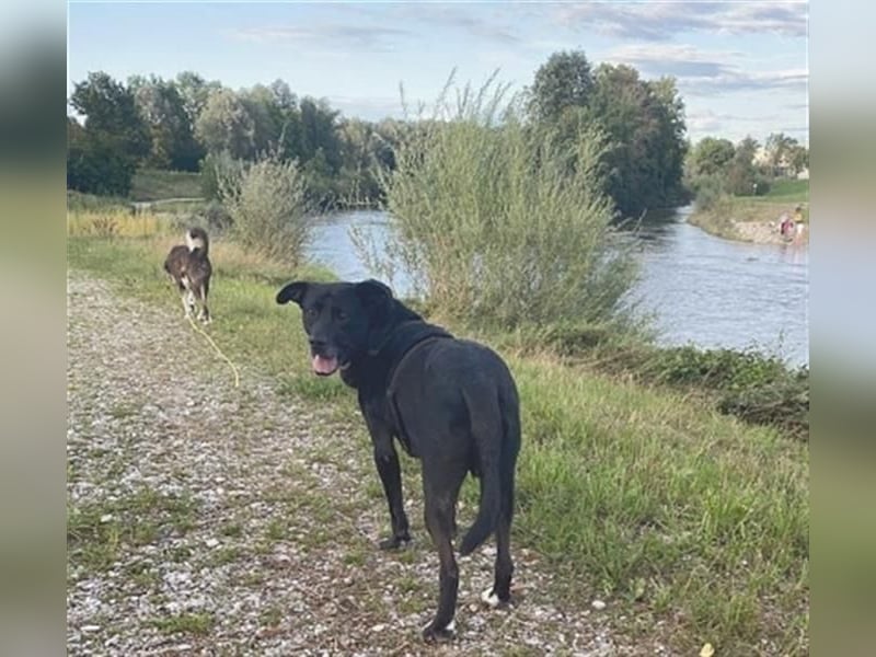 Liebenswerter Bean sucht seine Menschen