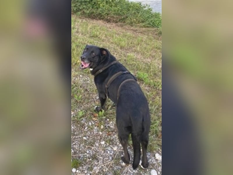 Liebenswerter Bean sucht seine Menschen
