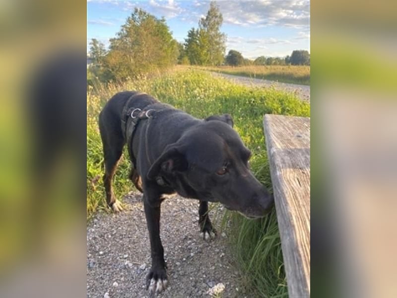Liebenswerter Bean sucht seine Menschen
