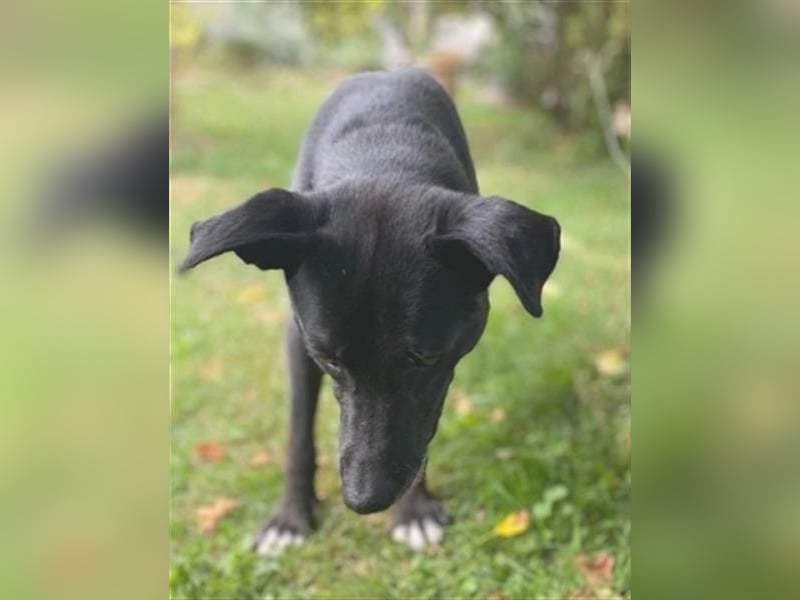 Liebenswerter Bean sucht seine Menschen