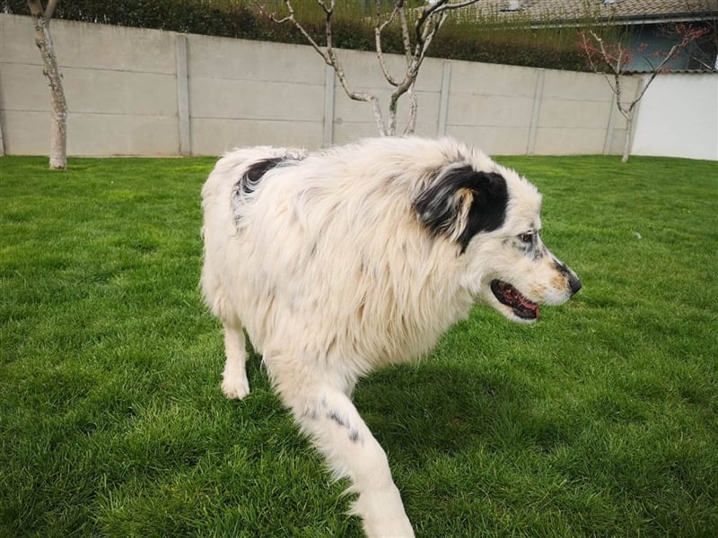 Maddox( * 04.2022 ) sucht sein Zuhause