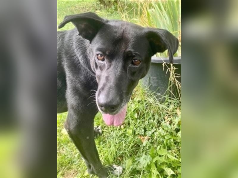 Liebenswerter Bean sucht seine Menschen