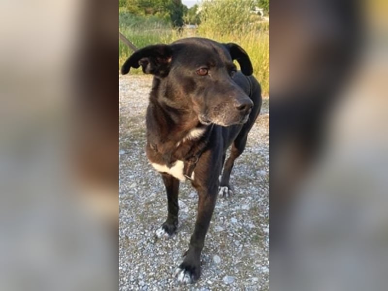 Liebenswerter Bean sucht seine Menschen