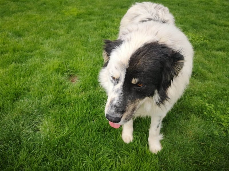Maddox( * 04.2022 ) sucht sein Zuhause