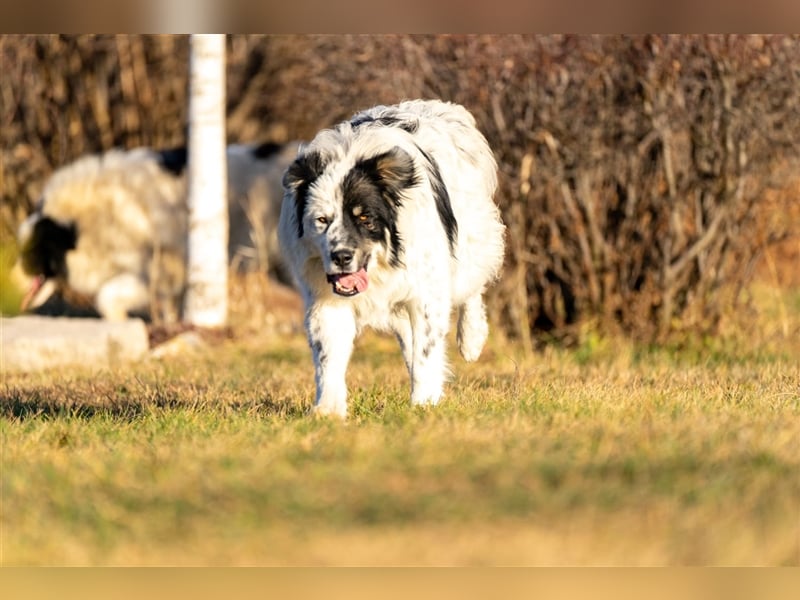 Maddox( * 04.2022 ) sucht sein Zuhause
