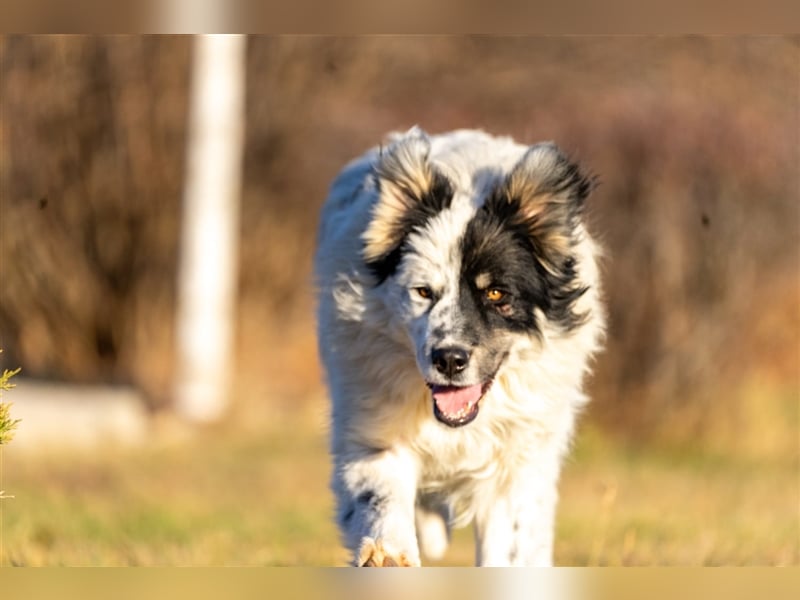 Maddox( * 04.2022 ) sucht sein Zuhause