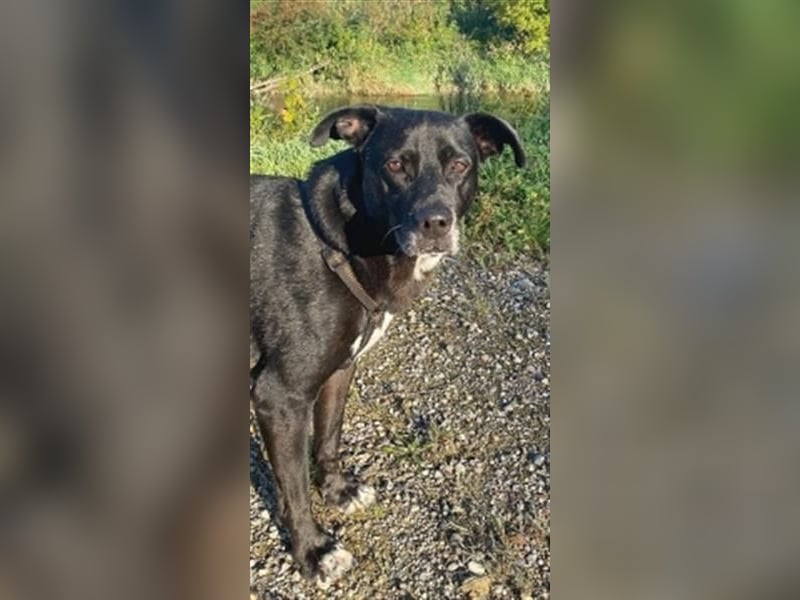 Liebenswerter Bean sucht seine Menschen