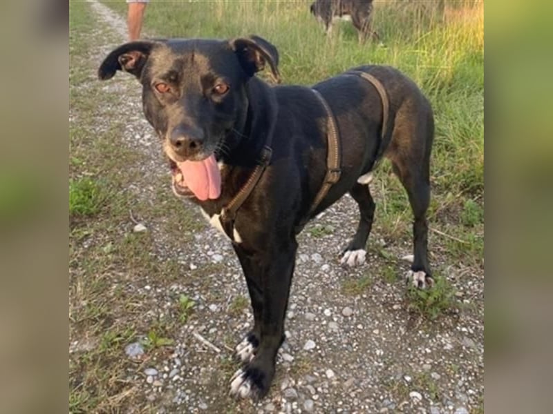 Liebenswerter Bean sucht seine Menschen