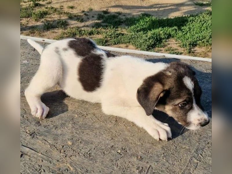 Benji
