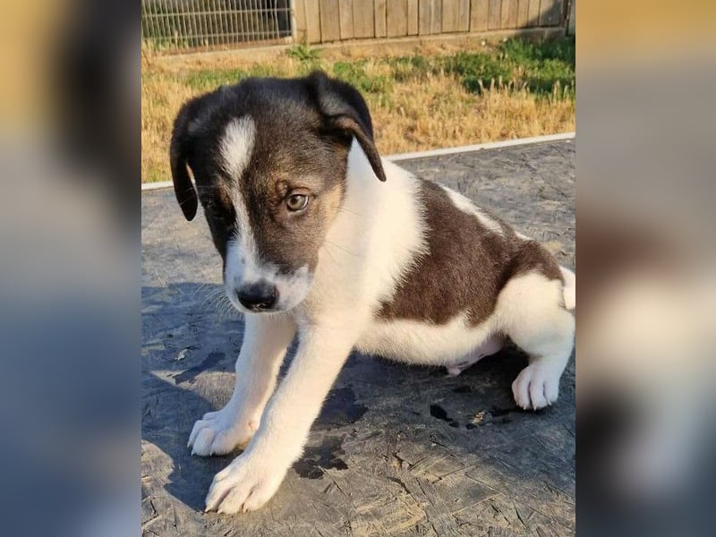 Benji