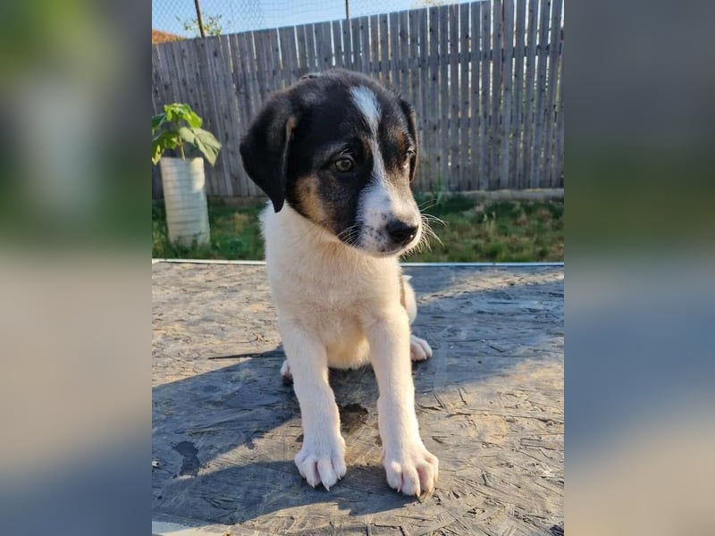 Benji