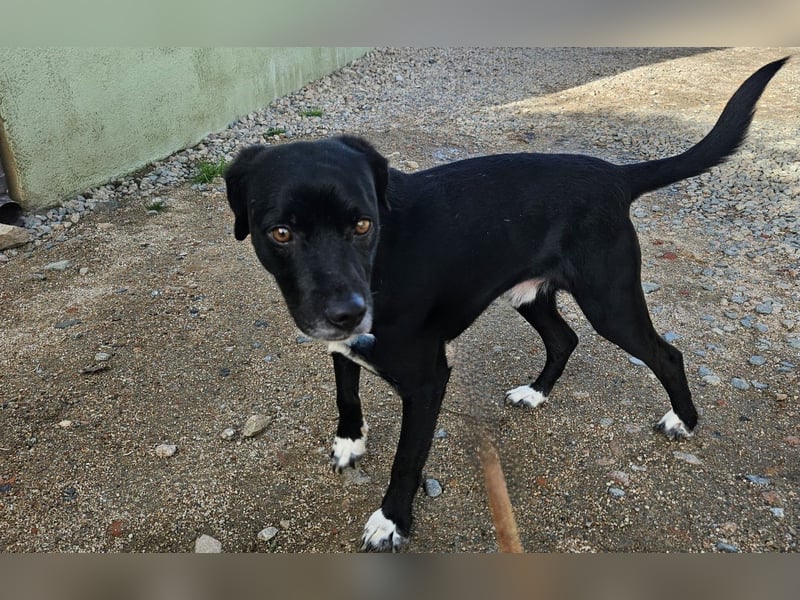 Rocchino: Anfängerhund in schöner Größe