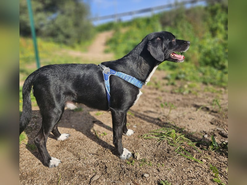 Rocchino: Anfängerhund in schöner Größe