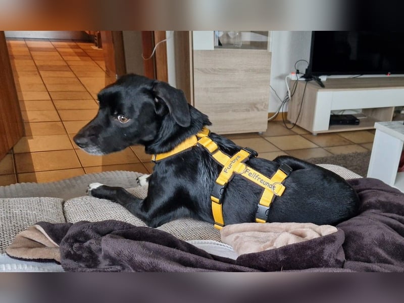 Rocchino: Anfängerhund in schöner Größe