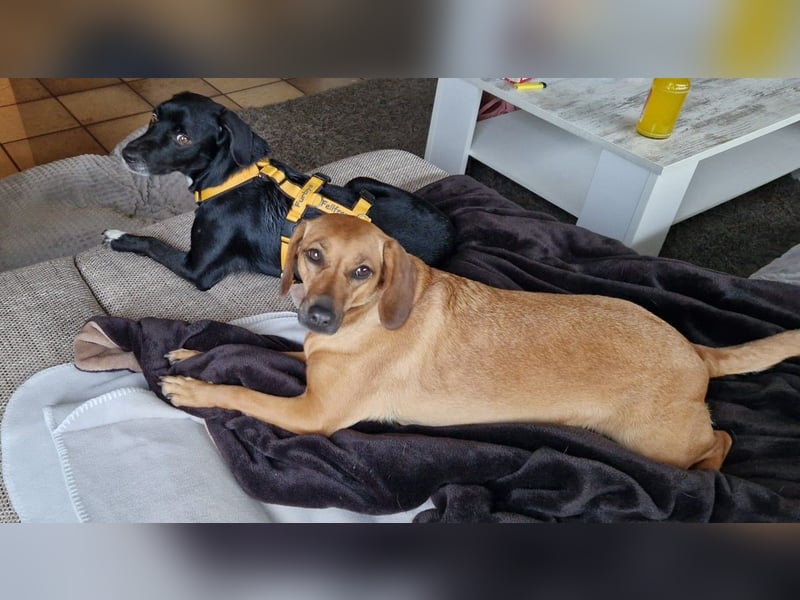 Rocchino: Anfängerhund in schöner Größe