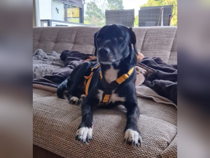 Rocchino: Anfängerhund in schöner Größe