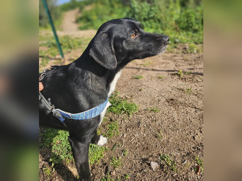 Rocchino: Anfängerhund in schöner Größe