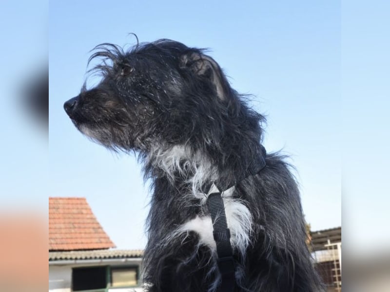 Puppy ein Seelenhund