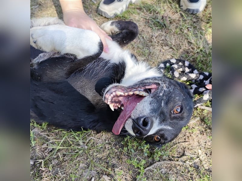 Lun wartet seit 3 Jahren im Tierheim