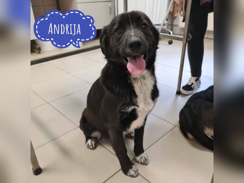 Andrija - absoluter Goldschatz