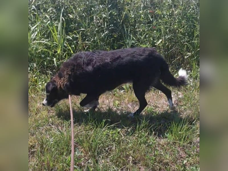Lun seit 4 Jahren in Tierheim