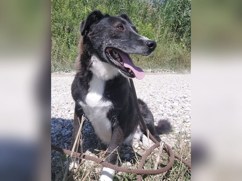 Lun seit 4 Jahren in Tierheim