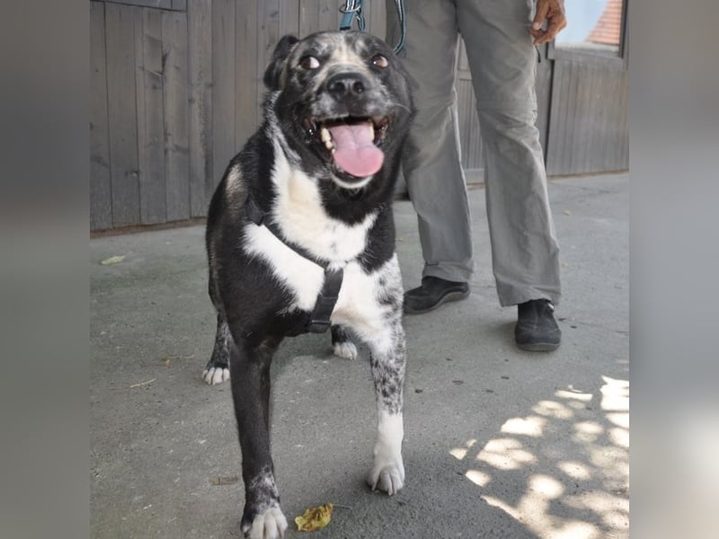 Mady eine verspielter Familienhund