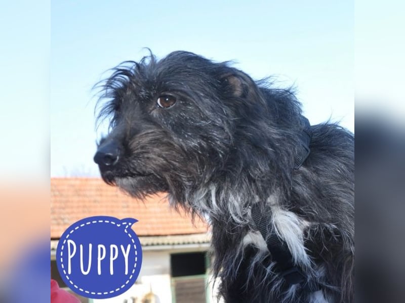 Puppy ein Seelenhund