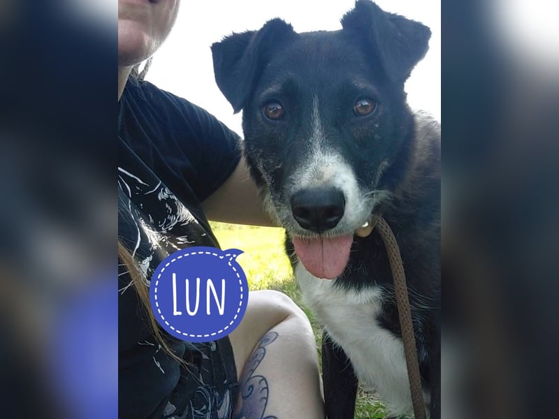 Lun seit 4 Jahren in Tierheim