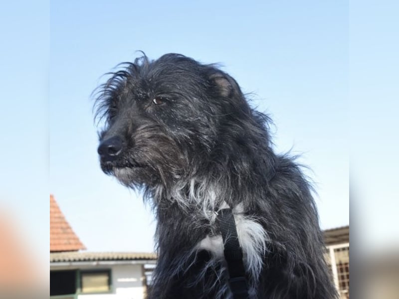 Puppy ein Seelenhund