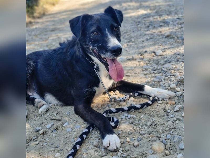 Lun wartet seit 3 Jahren im Tierheim
