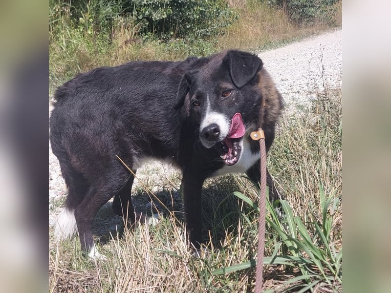 Lun seit 4 Jahren in Tierheim