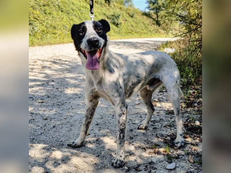 Familienhund  Eus wartet viel zu lange