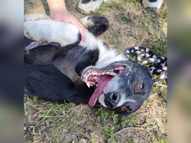 Lun seit 4 Jahren in Tierheim