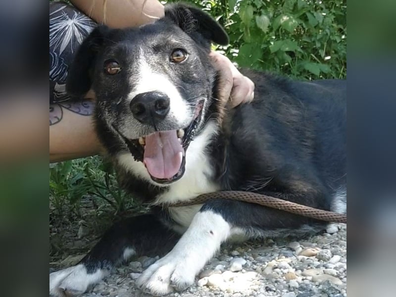 Lun seit 4 Jahren in Tierheim