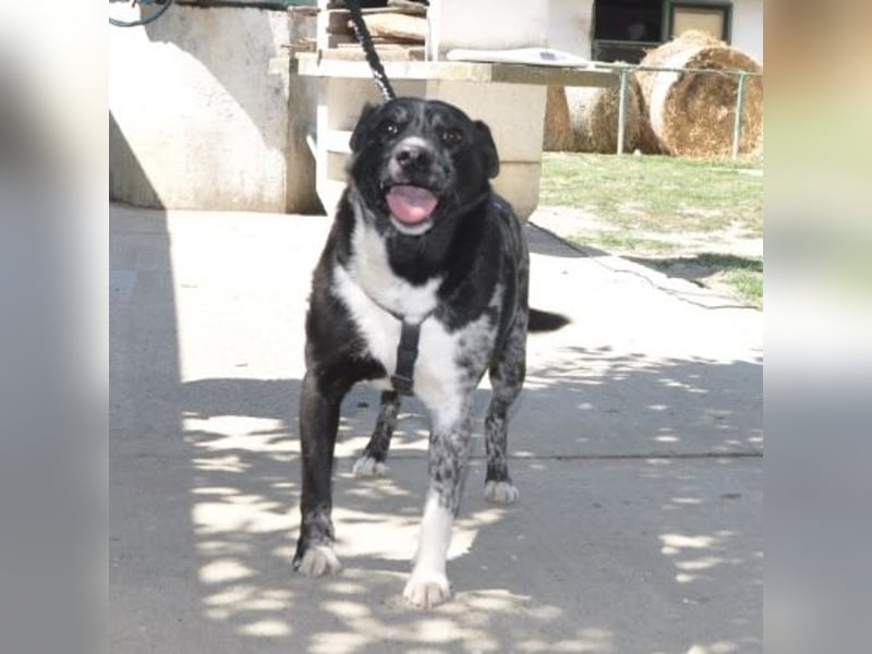 Mady eine verspielter Familienhund