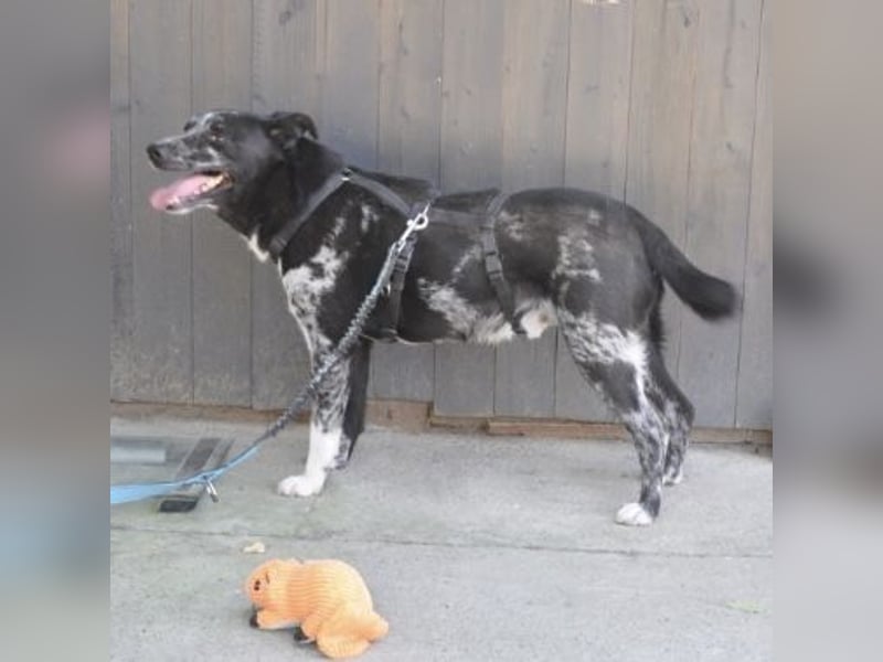 Mady eine verspielter Familienhund