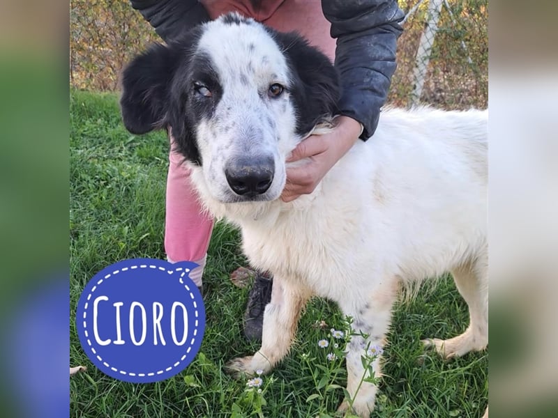 Cioro ein tolles Wesen