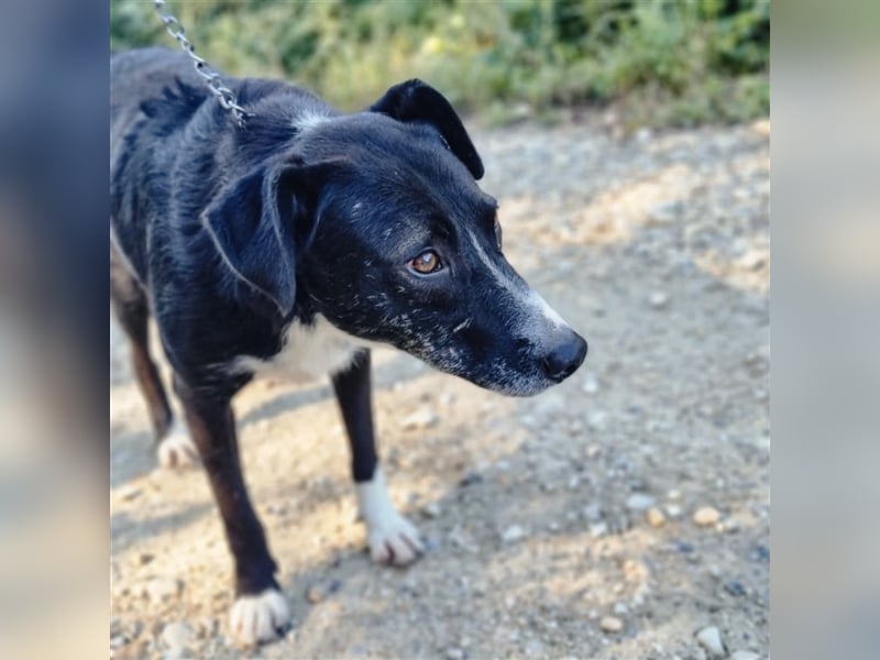 Lun wartet seit 3 Jahren im Tierheim