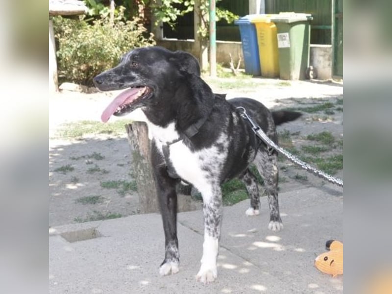 Mady eine verspielter Familienhund