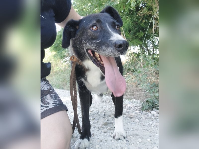 Lun seit 4 Jahren in Tierheim