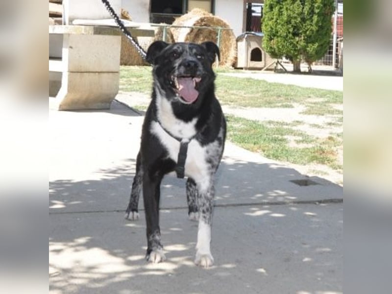 Mady eine verspielter Familienhund