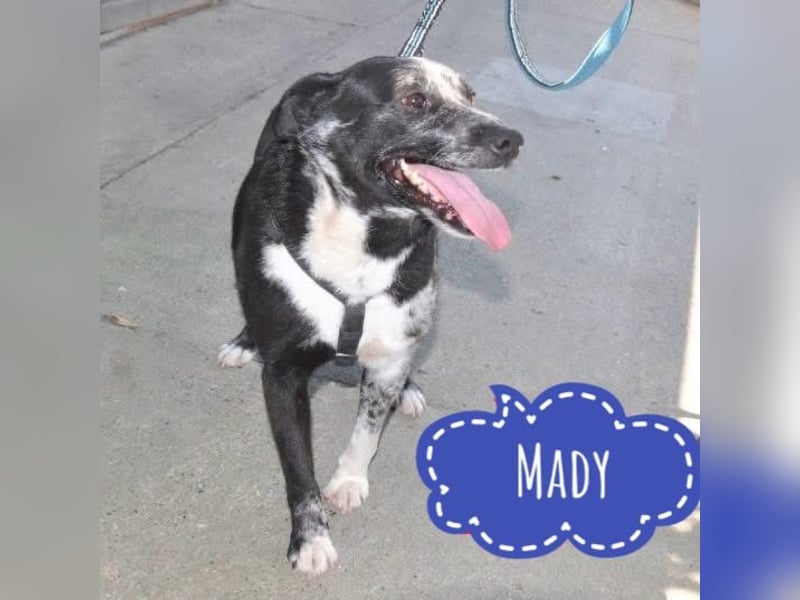 Mady eine verspielter Familienhund
